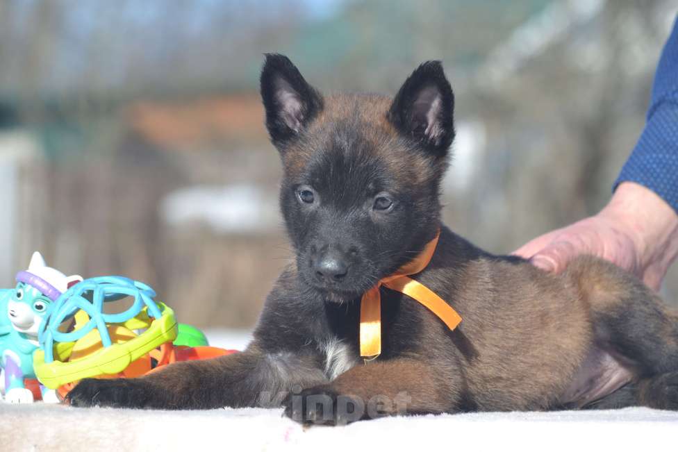 Собаки в Москве: Щенки Малинуа Разнополые, Бесплатно - фото 3