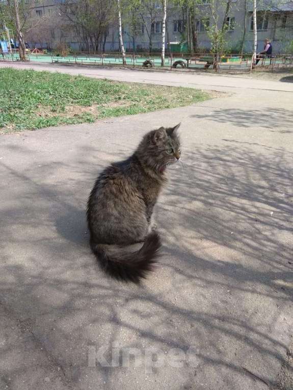 Кошки в Мытищах: Пропала кошка Девочка, 10 000 руб. - фото 1