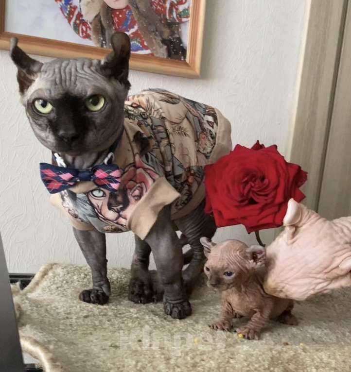 Кошки в Нижнем Новгороде: Котята породы эльф Девочка, 35 000 руб. - фото 8