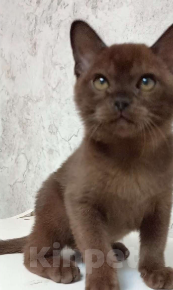 Кошки в Москве: Соболиный котик Мальчик, Бесплатно - фото 5