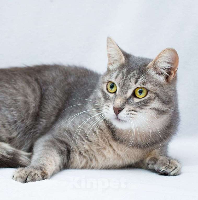 Кошки в Москве: Самая нежная и ласковая кошечка ищет дом и заботливых людей 🤍 Девочка, Бесплатно - фото 5