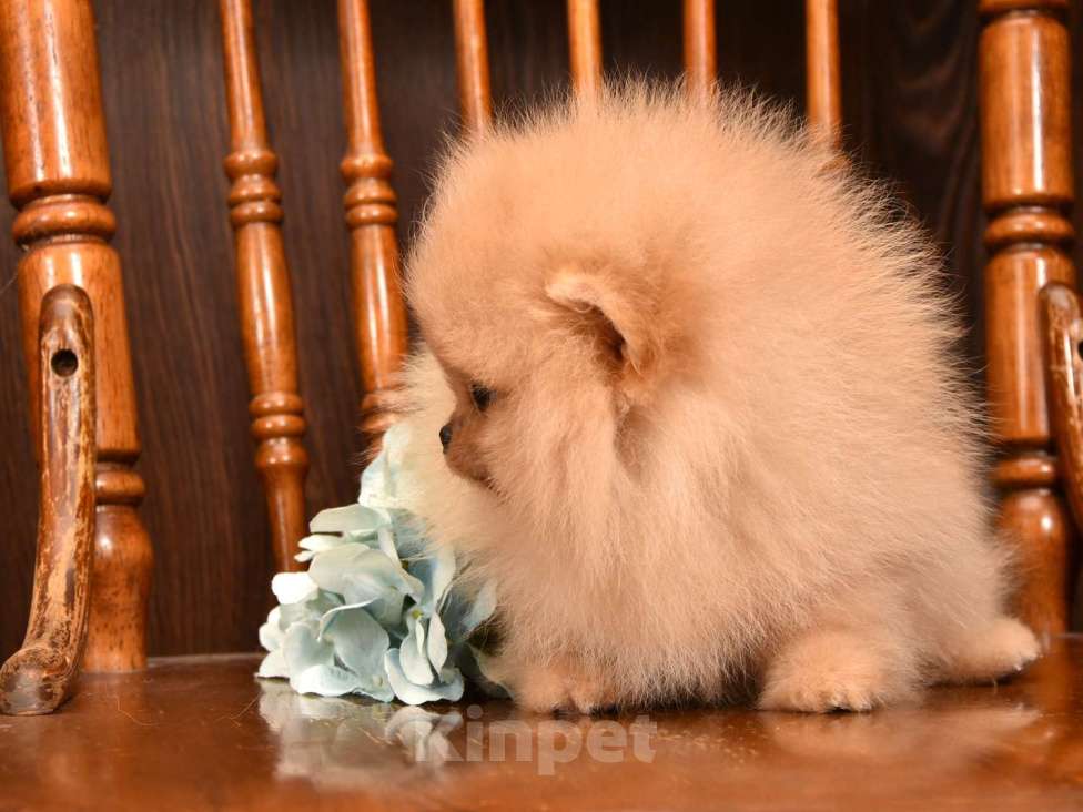 Собаки в Москве: Померанский карликовый шпиц мини мальчик Мальчик, 35 000 руб. - фото 4