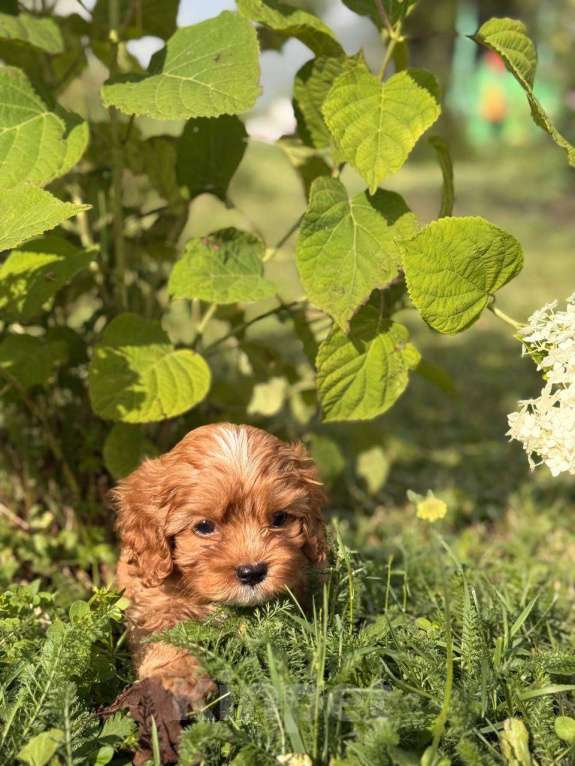 Собаки в Москве: Кавапу щенок девочка Девочка, Бесплатно - фото 8