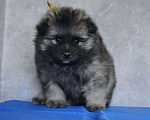 Собаки в Новосибирске: Вольфшпиц от титулованных родителей Мальчик, 60 000 руб. - фото 2