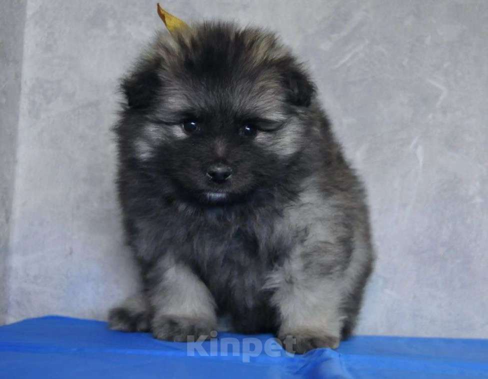 Собаки в Новосибирске: Вольфшпиц от титулованных родителей Мальчик, 60 000 руб. - фото 2
