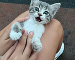 Кошки в Анапе: Нашли котенка (девочка) отдадим в добрые руки Девочка, Бесплатно - фото 1