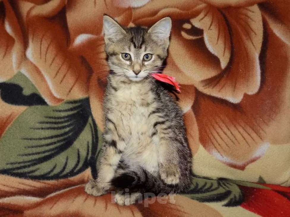 Кошки в Москве: Оцикет девочки (маленькие рыси) Девочка, 20 000 руб. - фото 4