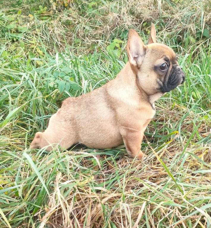 Собаки в Красноармейске: Девочки французкого бульдога Девочка, 30 000 руб. - фото 6