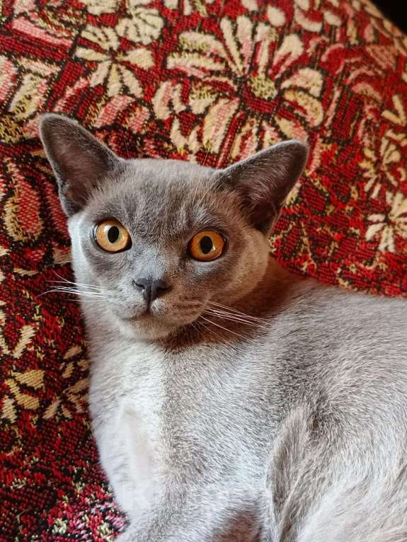 Кошки в Москве: Голубой бурманский котенок Мальчик, 1 000 руб. - фото 7