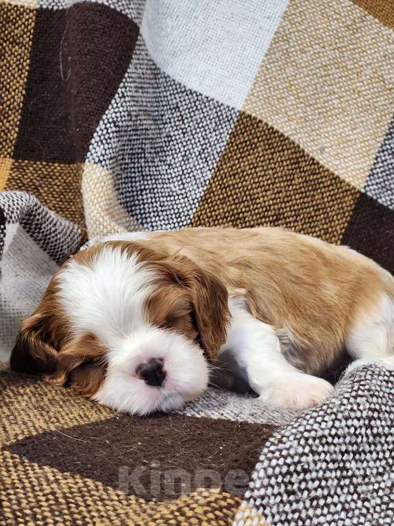 Собаки в Анапе: Синяя лента  Мальчик, 80 000 руб. - фото 4