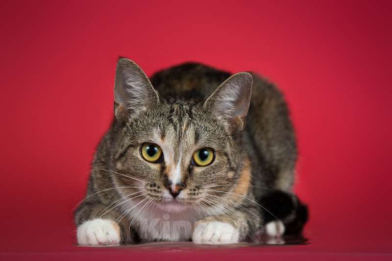 Кошки в Москве: Юная мраморная трехцветная кошечка Мирабэлль в добрые руки Девочка, Бесплатно - фото 2