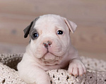 Собаки в Королеве: Американский булли стандарт Девочка, 150 000 руб. - фото 1