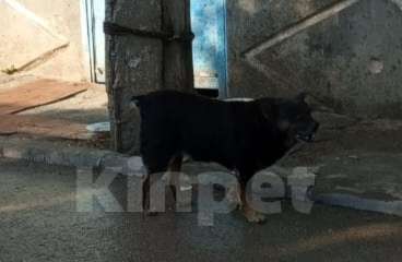 Собаки в Симферополе: Очень верные друзья Мальчик, Бесплатно - фото 2