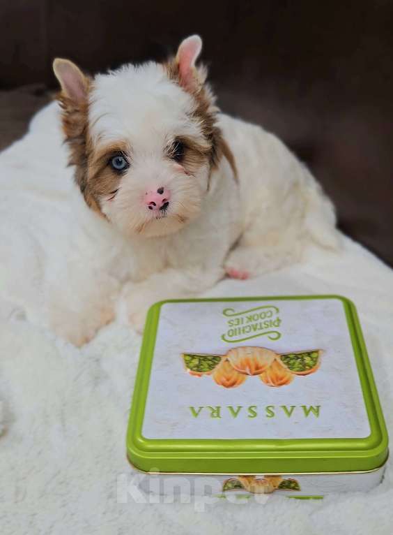 Собаки в Москве: Мальчик цветного Йорка Мальчик, 50 000 руб. - фото 4