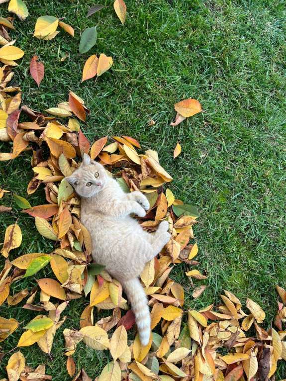 Кошки в Новороссийске: Коржик Мальчик, Бесплатно - фото 1