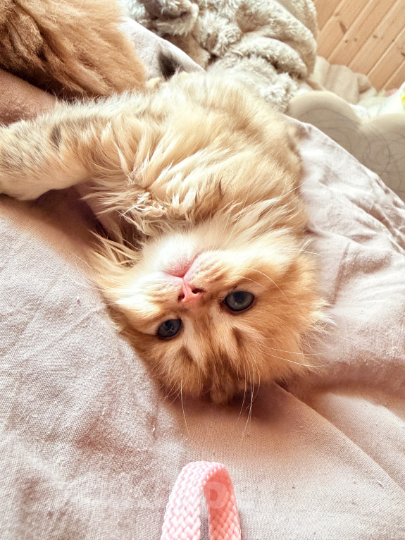 Кошки в Клине: Шотландские вислоухие котята Девочка, 27 000 руб. - фото 1