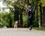 Собаки в Москве: Собака в добрые руки. Собака ищет дом. Девочка, Бесплатно - фото 6