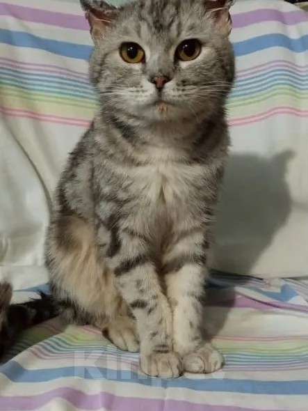 Кошки в Златоусте: Отдадим котика, в добрые руки Мальчик, Бесплатно - фото 2