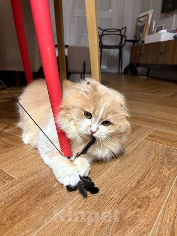 Кошки в Москве: Очень социальный и общительный Басик ищет постоянного собеседника Мальчик, Бесплатно - фото 6