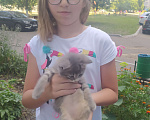 Кошки в Саранске: Отдаю котят в хорошие руки Девочка, 1 руб. - фото 1