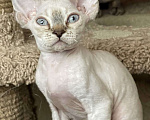 Кошки в Сергиеве Посаде: Голубоглазый малыш Мальчик, 30 000 руб. - фото 3