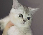 Кошки в Москве: Шотландский прямоухий котенок Мальчик, 11 000 руб. - фото 1