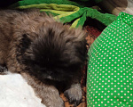 Собаки в Алексеевке:  Продаю щенков пекинесов Мальчик, 6 000 руб. - фото 6