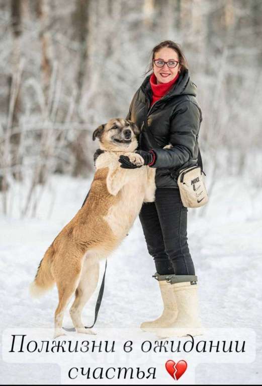 Кошки в других городах Московской области: Юта 7 лет ищет своих людей 💛 Девочка, Бесплатно - фото 6