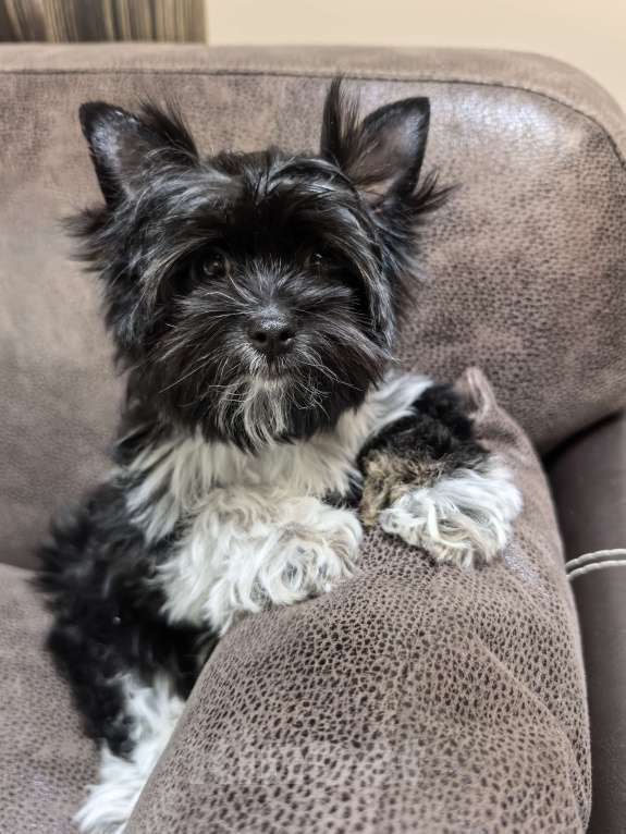 Собаки в Находке: Черный йорк Мальчик, 35 000 руб. - фото 2