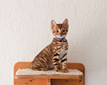 Кошки в Гатчине: Котята породы тойгер Девочка, Бесплатно - фото 3
