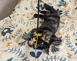 Кошки в Москве: Котенок девочка Костяная Римма Девочка, Бесплатно - фото 8