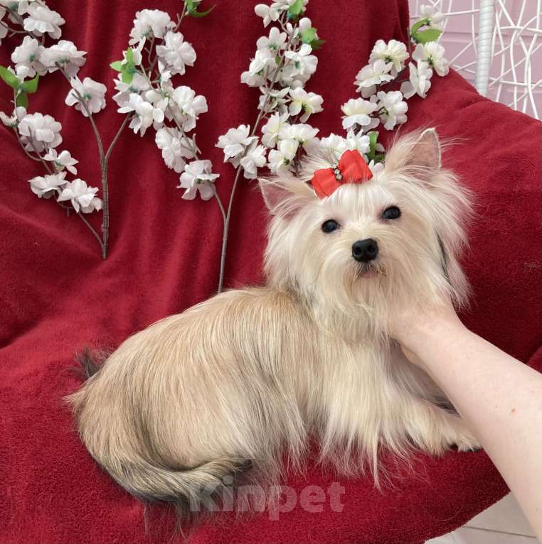 Собаки в Москве: Подрощенный йорк мини девочка золотая Девочка, 80 000 руб. - фото 3