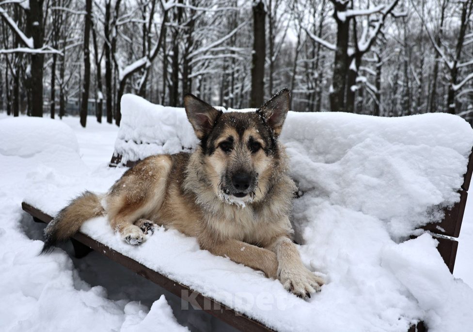 Собаки в Москве: Собака бесплатно в Москве Мальчик, Бесплатно - фото 1