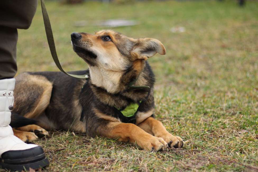 Собаки в Серпухове: Джерри.  Молодая собака для вольера. Девочка, Бесплатно - фото 8