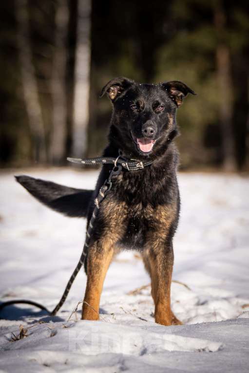 Собаки в Клине: Дейзи — позитивная собачка Девочка, Бесплатно - фото 2