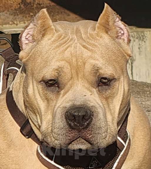 Собаки в других городах Ленинградской области: Американский булли Девочка, 180 000 руб. - фото 4