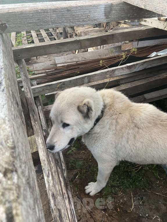 Собаки в других городах Ленинградской области: Найден Алабай, девочка. Девочка, Бесплатно - фото 2