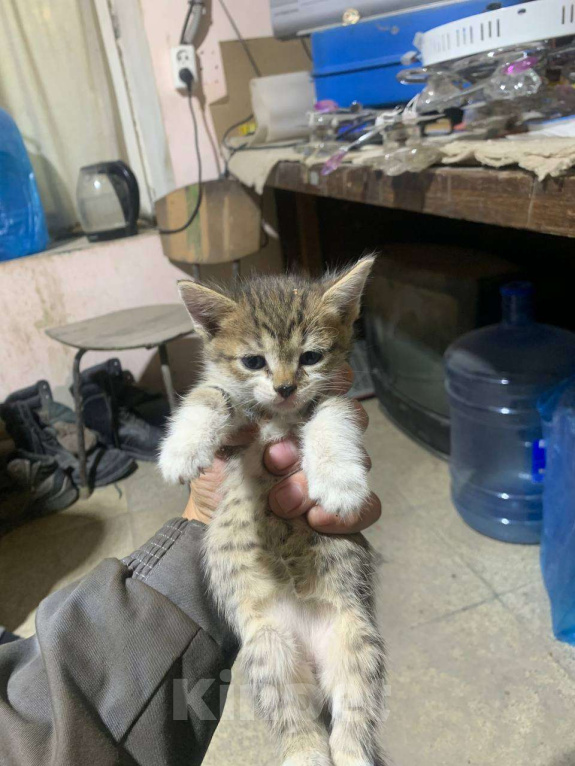 Кошки в Казани: Котята в добрые руки Девочка, Бесплатно - фото 3