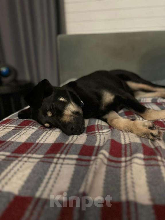 Собаки в Москве: Чудесная Ласточка в поиске дома. Девочка, Бесплатно - фото 4