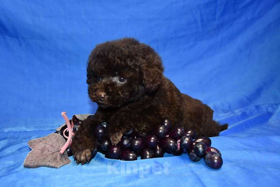Собаки в Москве: той пудель щенки от 2х чемпионов Мальчик, 200 000 руб. - фото 4