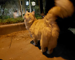Кошки в Москве: НАЙДЕНА КОШКА, Москва, Ярославский район Девочка, Бесплатно - фото 2