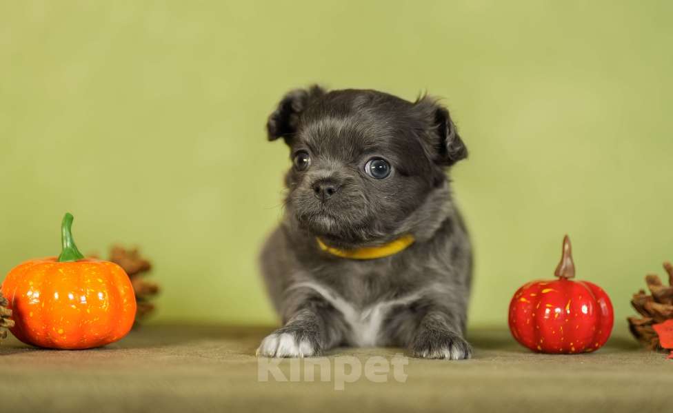 Собаки в Выборге: Сука длинношерстная голубой окрас Девочка, 80 000 руб. - фото 1