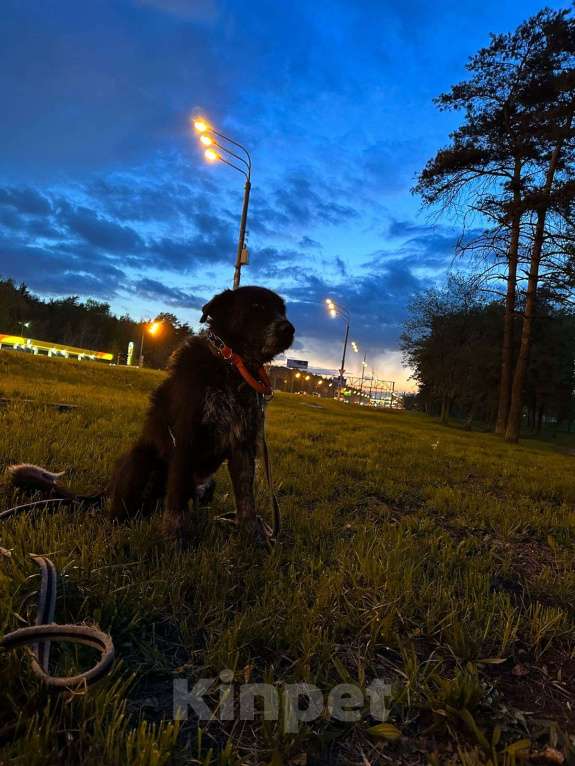 Собаки в Москве: Собака в добрые руки Мальчик, Бесплатно - фото 2