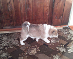 Собаки в Улане-Удэ: Ищем хозяина для кобелька по кличке Байкал Мальчик, 5 000 руб. - фото 2