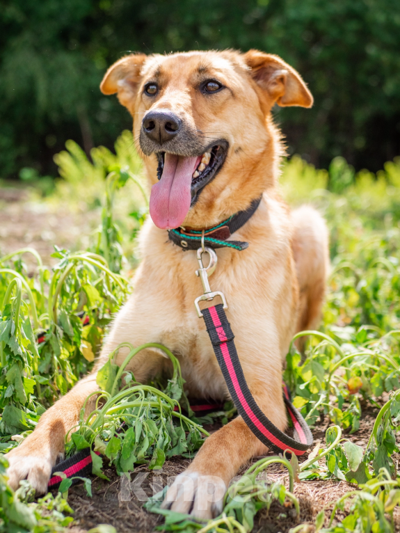 Собаки в Москве: Добрая и ласковая Асти Девочка, Бесплатно - фото 8