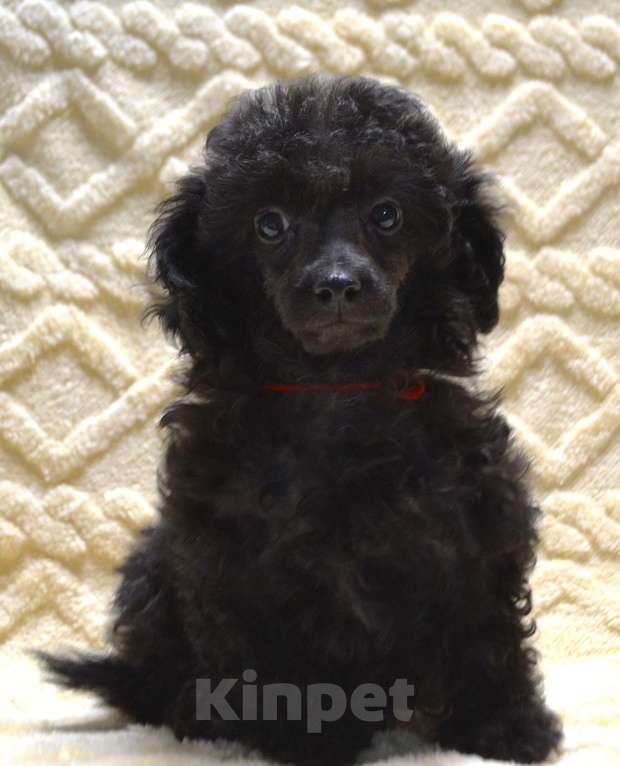 Собаки в Глазове: Оладушка той пудель СКОР Девочка, 50 000 руб. - фото 3