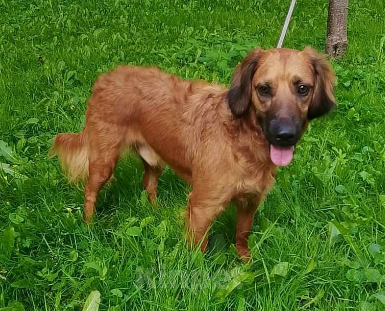 Собаки в Москве: Рыжий щенок в дар Мальчик, Бесплатно - фото 5