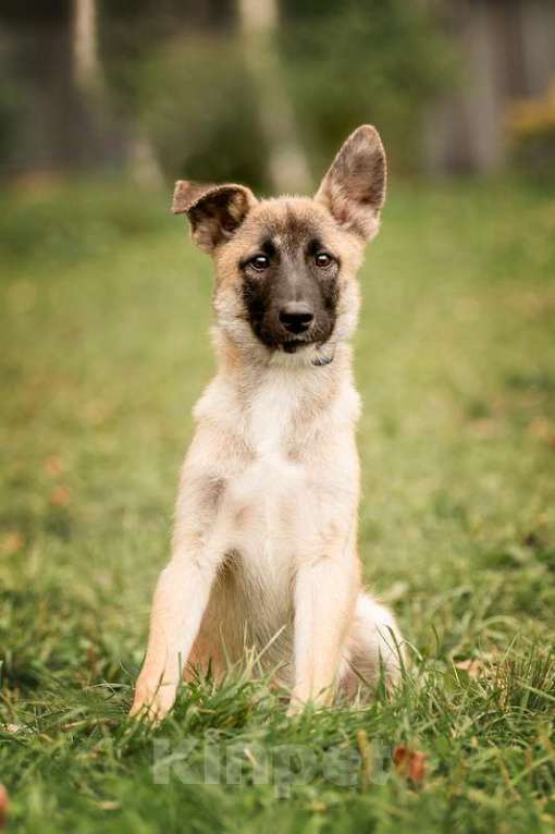 Собаки в Москве: Щенки метисы овчарки в добрые руки Мальчик, Бесплатно - фото 2