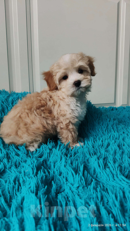 Собаки в Мытищах: Мальтипу F1  Мальчик, 120 000 руб. - фото 1