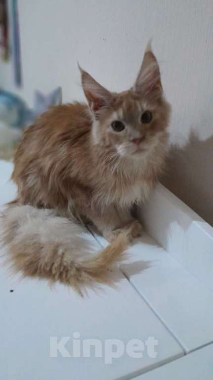 Кошки в Москве: Мальчик мейн-куна Мальчик, 50 000 руб. - фото 3